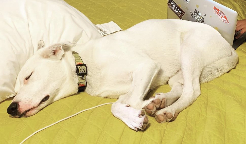 Enlarge Annie Luna - 687, a Adoptable mixed breed in Dallas, TX image 4/5