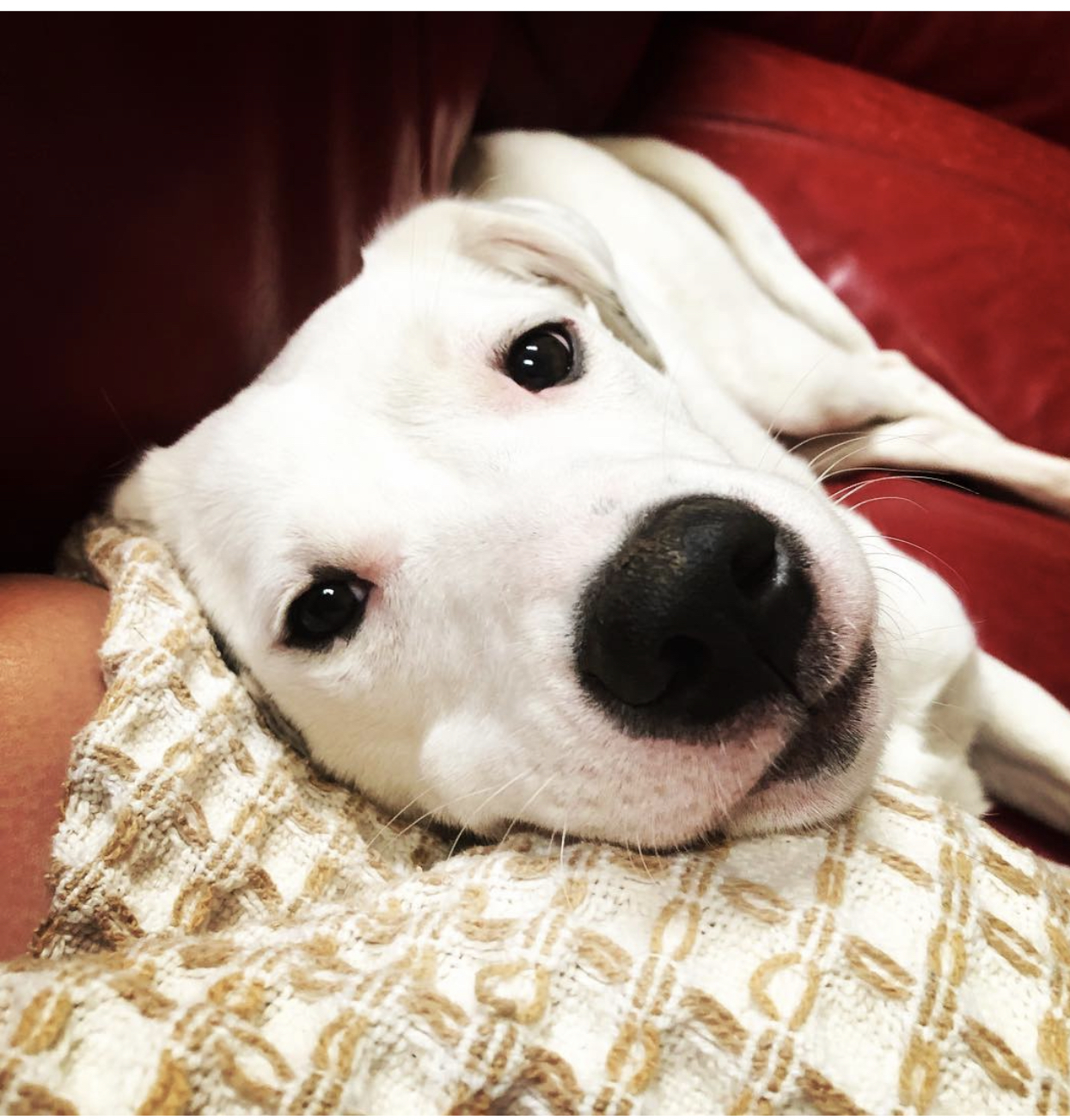 Annie Luna - 687, Adoptable, Adult Female Dalmatian & White German Shepherd.