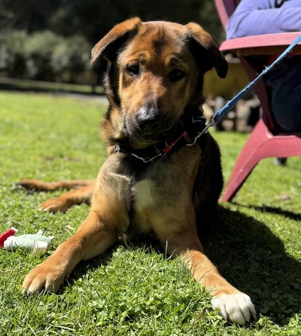 Dillon, Adoptable, Adult Male German Shepherd Dog.