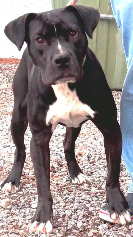 Domino, Handsome Lab mix, Sweet, Affectionate, loves everyone !