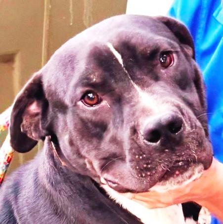 Domino  Handsome Lab thumbnail 3