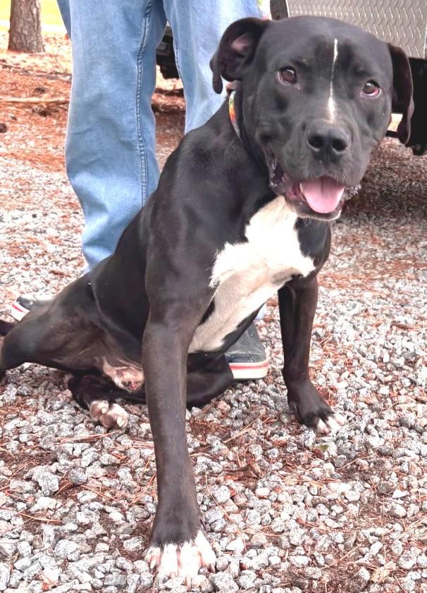 Domino, Handsome Lab mix, Sweet, Affectionate, loves everyone !