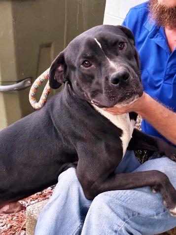 Domino  Handsome Lab thumbnail 5