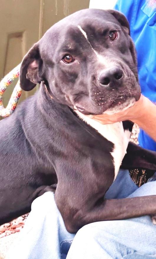 Domino, Handsome Lab mix, Sweet, Affectionate, loves everyone !