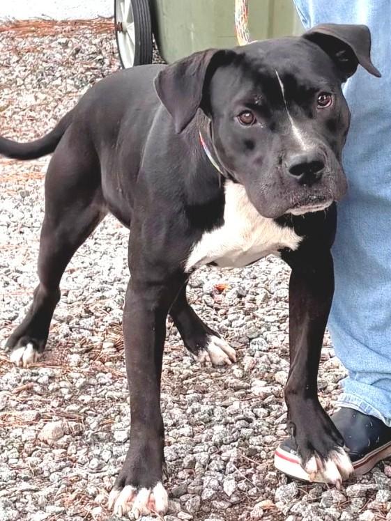 Domino  Handsome Lab