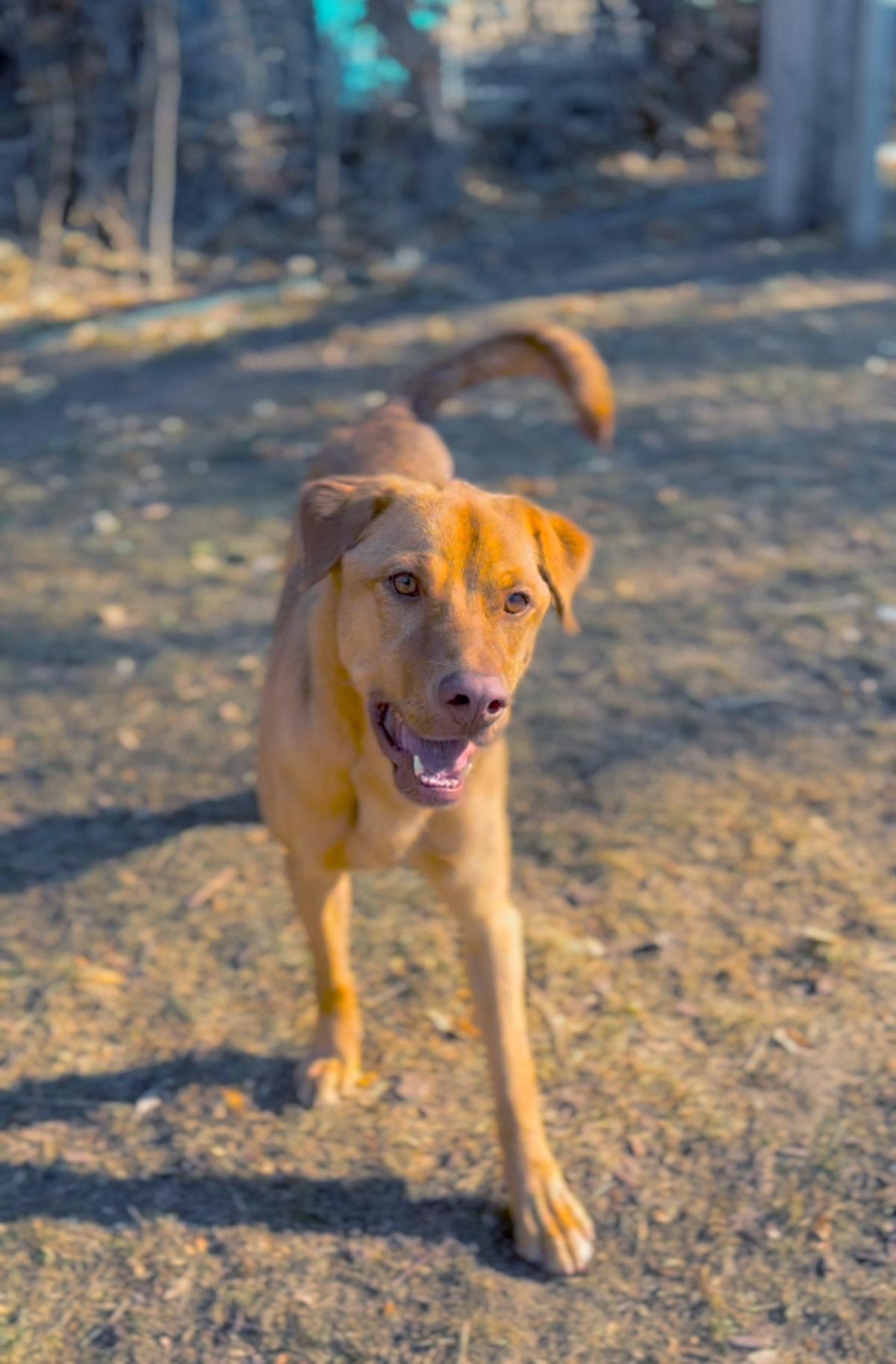 Sebastian, ADOPTABLE, Adult Male Labrador Retriever.