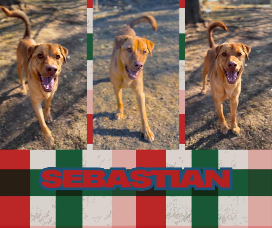 Enlarge Sebastian, a ADOPTABLE mixed breed in Albuquerque, NM image 2/3