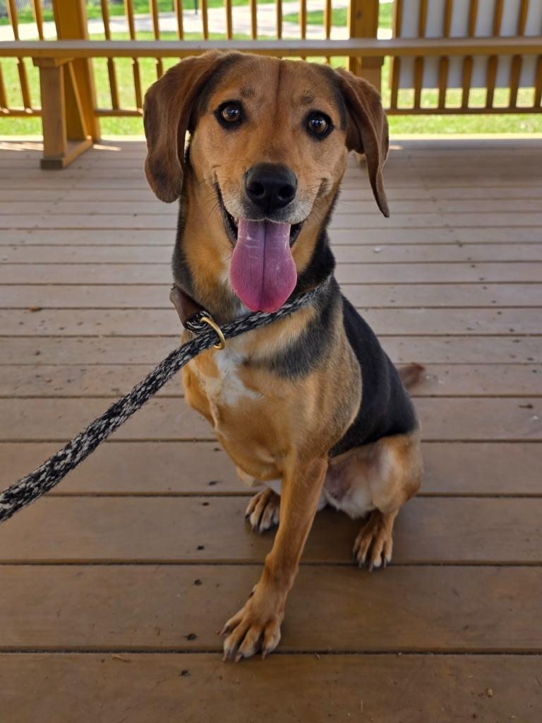 Enlarge Luisa / AC 26223 B, a Adoptable mixed breed in Greeneville, TN image 1/2