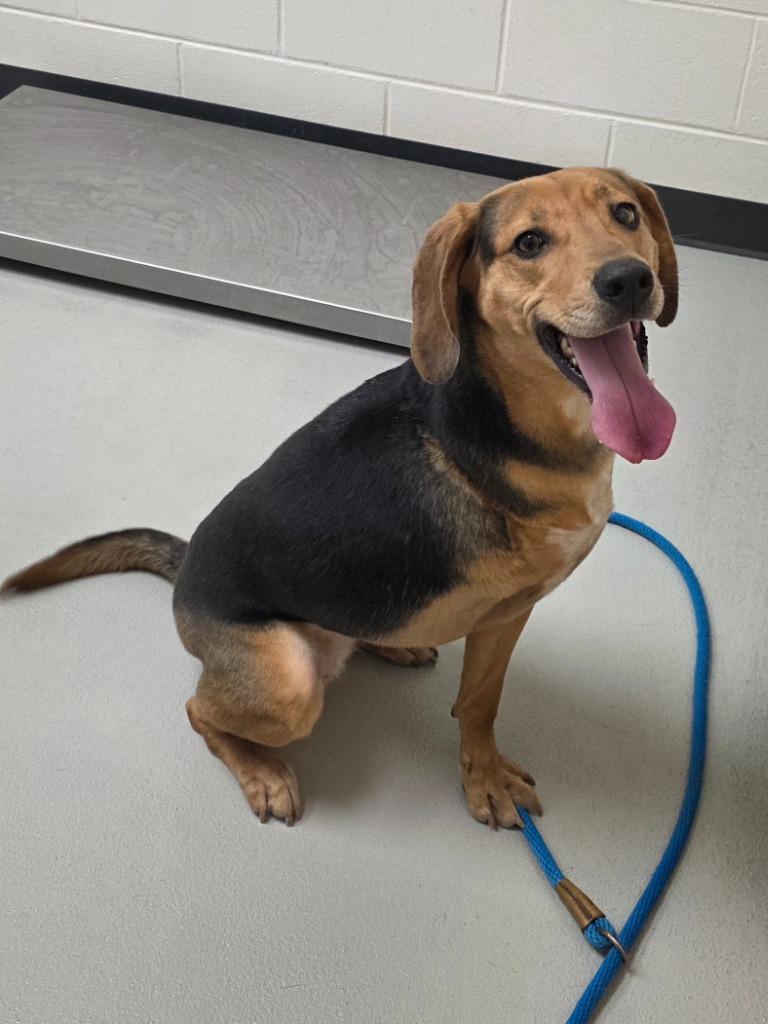 Enlarge Luisa / AC 26223 B, a Adoptable mixed breed in Greeneville, TN image 2/2