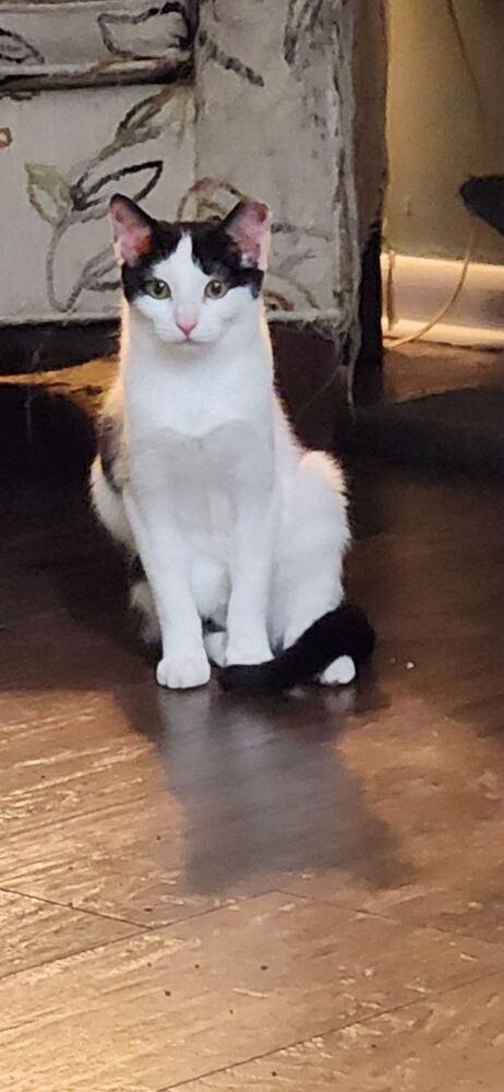 Enlarge Cate, a Adoptable Domestic Short Hair in Willingboro, NJ image 1/4