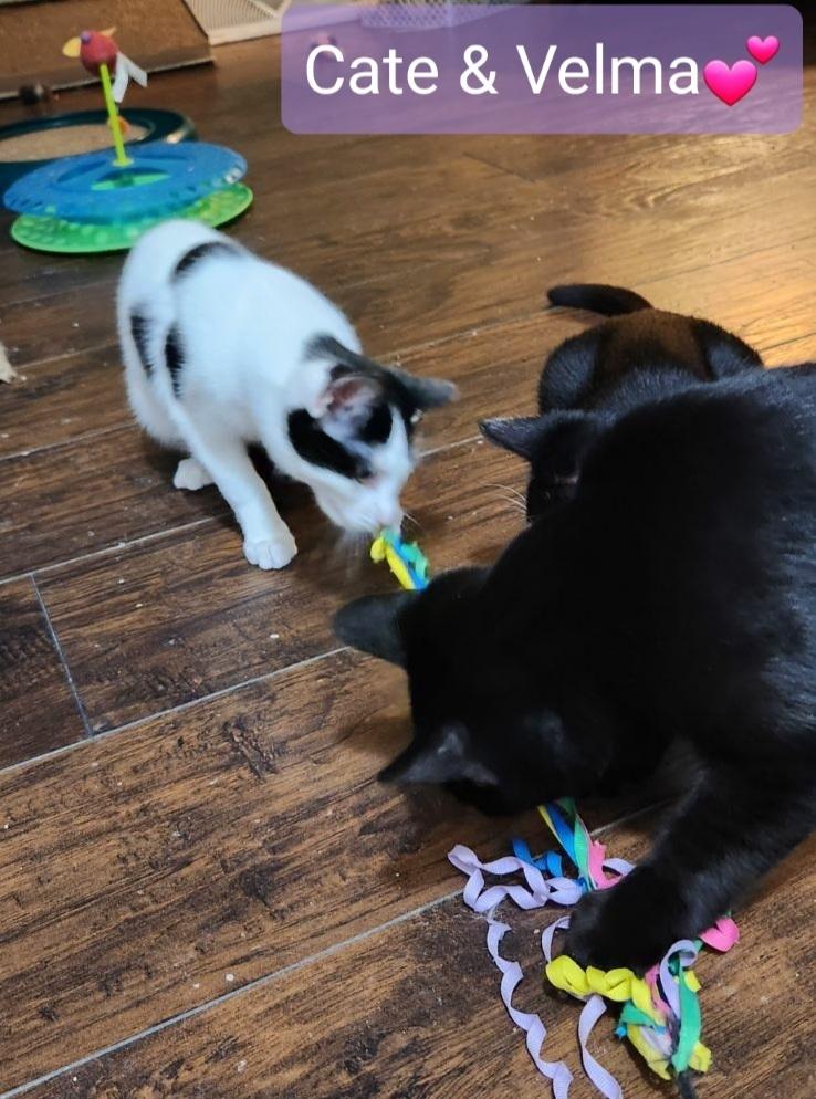 Enlarge Cate, a Adoptable Domestic Short Hair in Willingboro, NJ image 2/4
