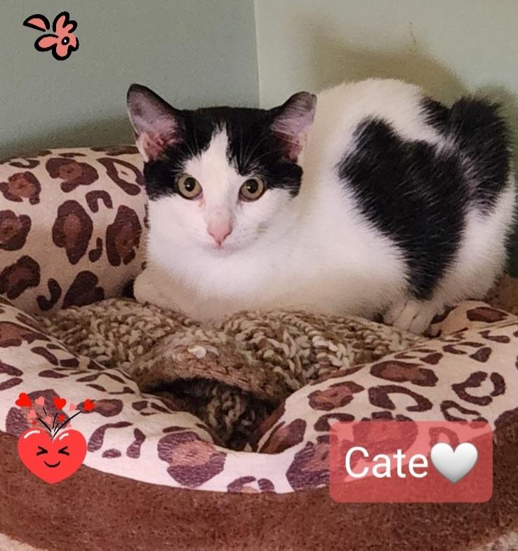 Enlarge Cate, a Adoptable Domestic Short Hair in Willingboro, NJ image 3/4