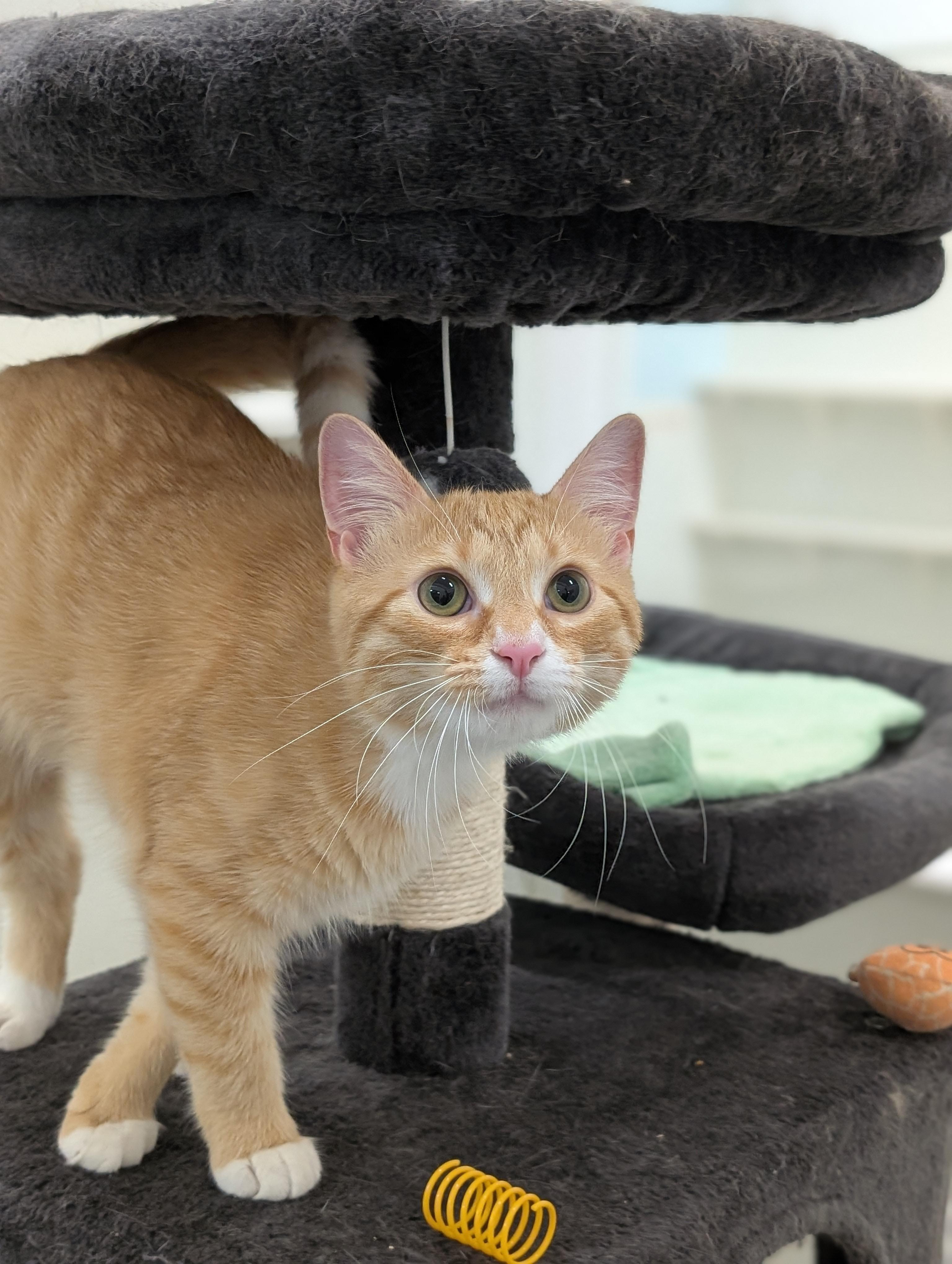 Enlarge Firefly, an adoptable Domestic Short Hair in Tilton, IL image 2/6