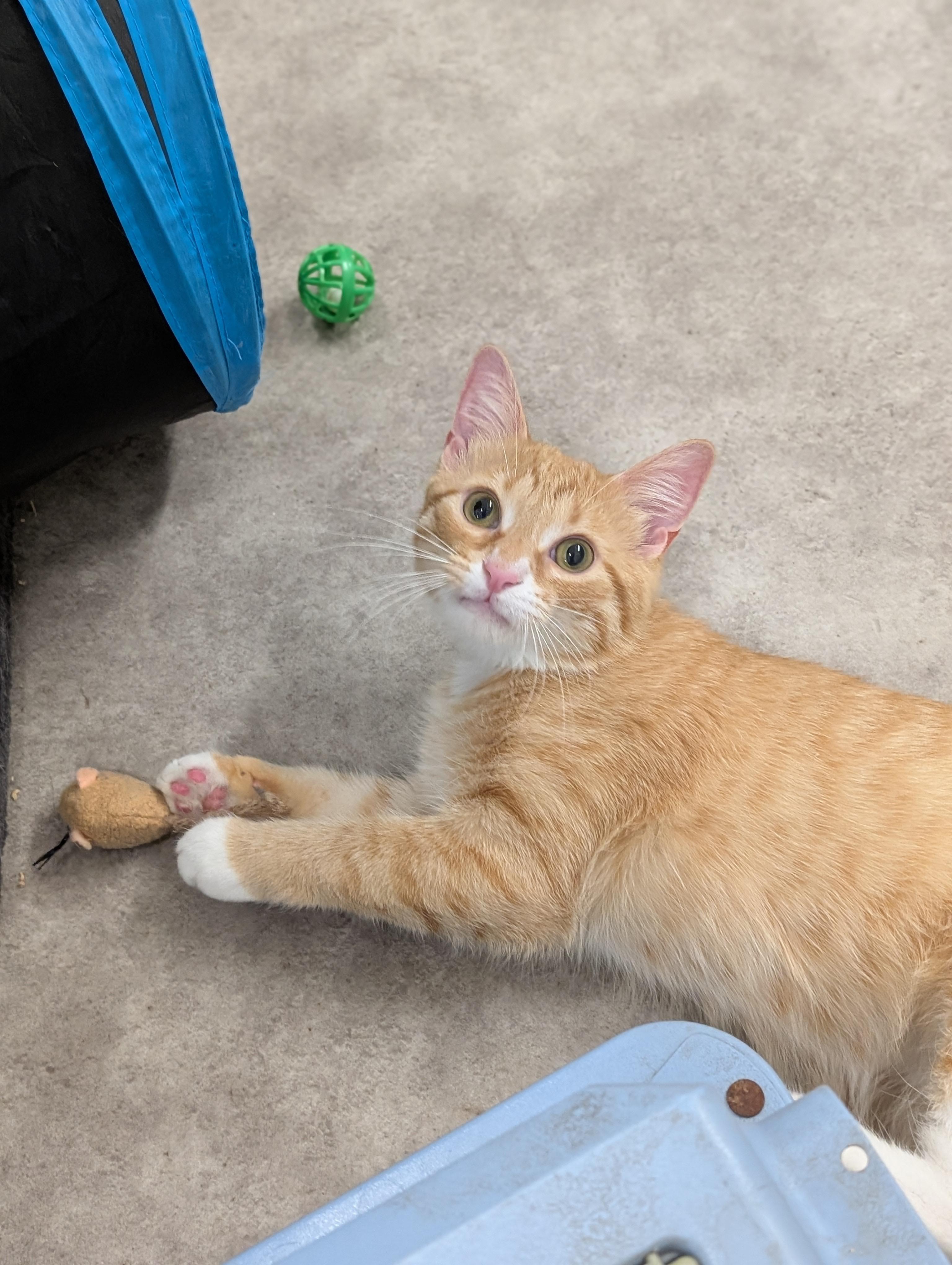 Enlarge Firefly, an adoptable Domestic Short Hair in Tilton, IL image 3/6