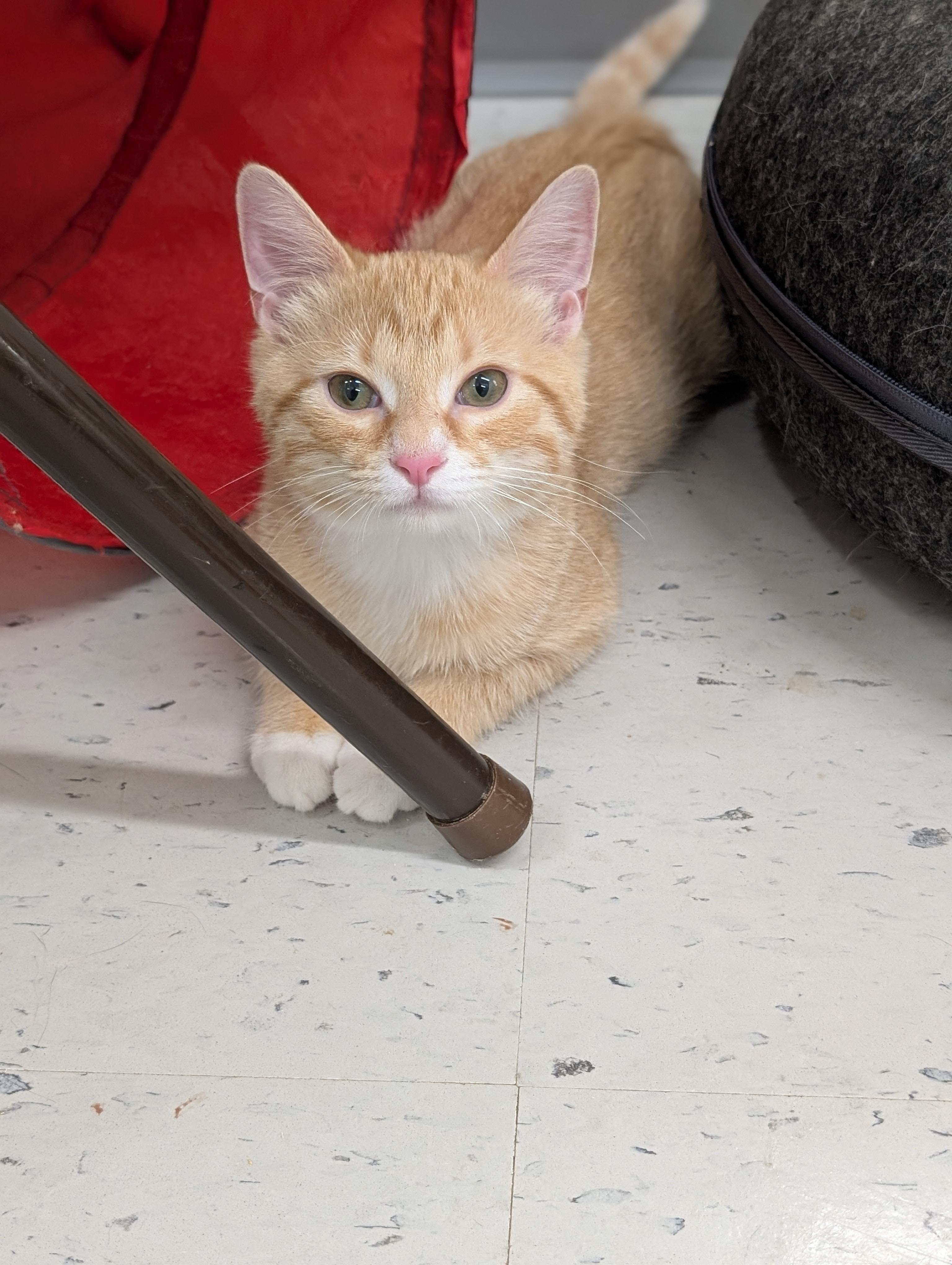 Enlarge Firefly, an adoptable Domestic Short Hair in Tilton, IL image 5/6