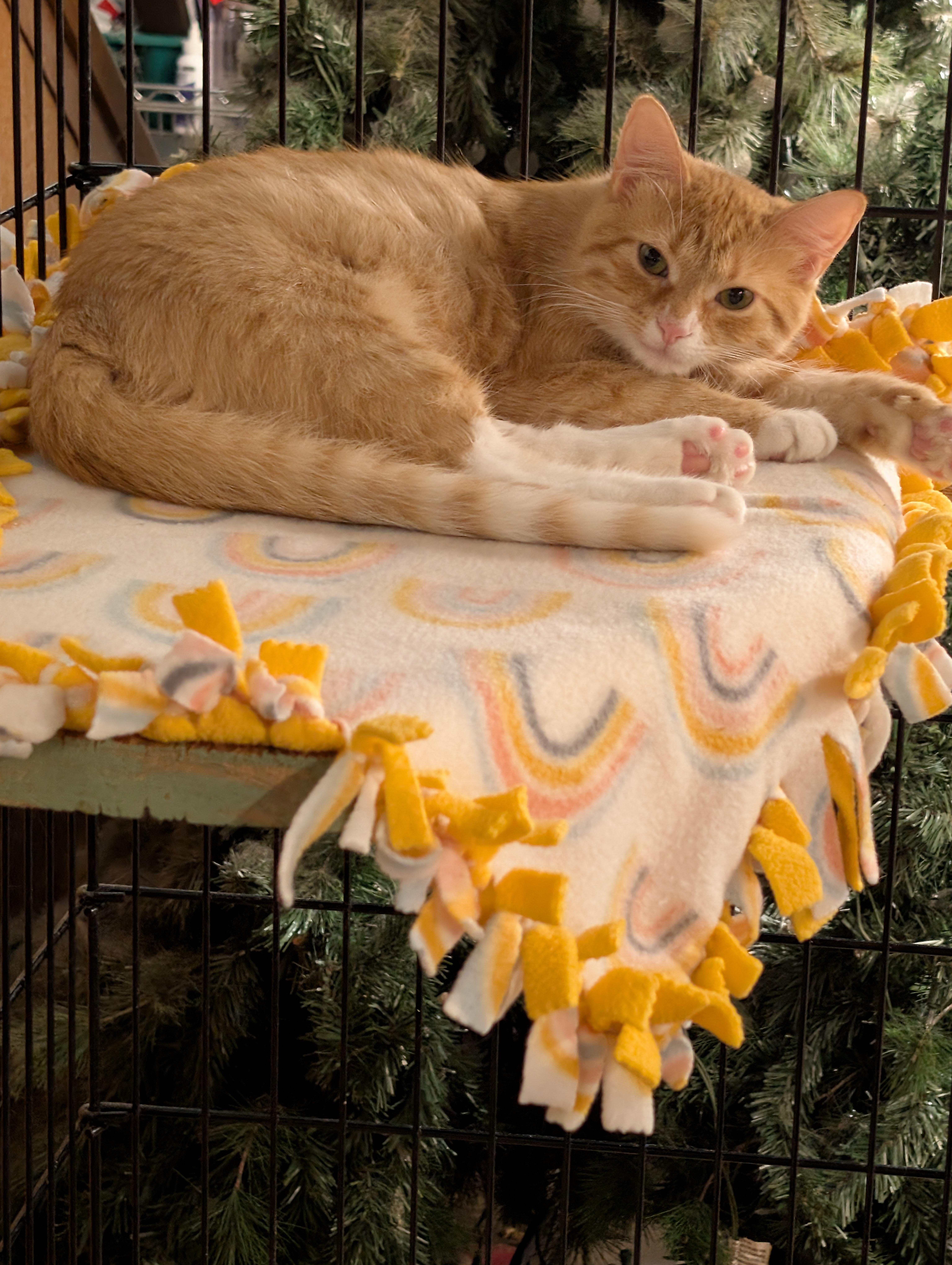 Firefly, adoptable, Young Female Domestic Short Hair.