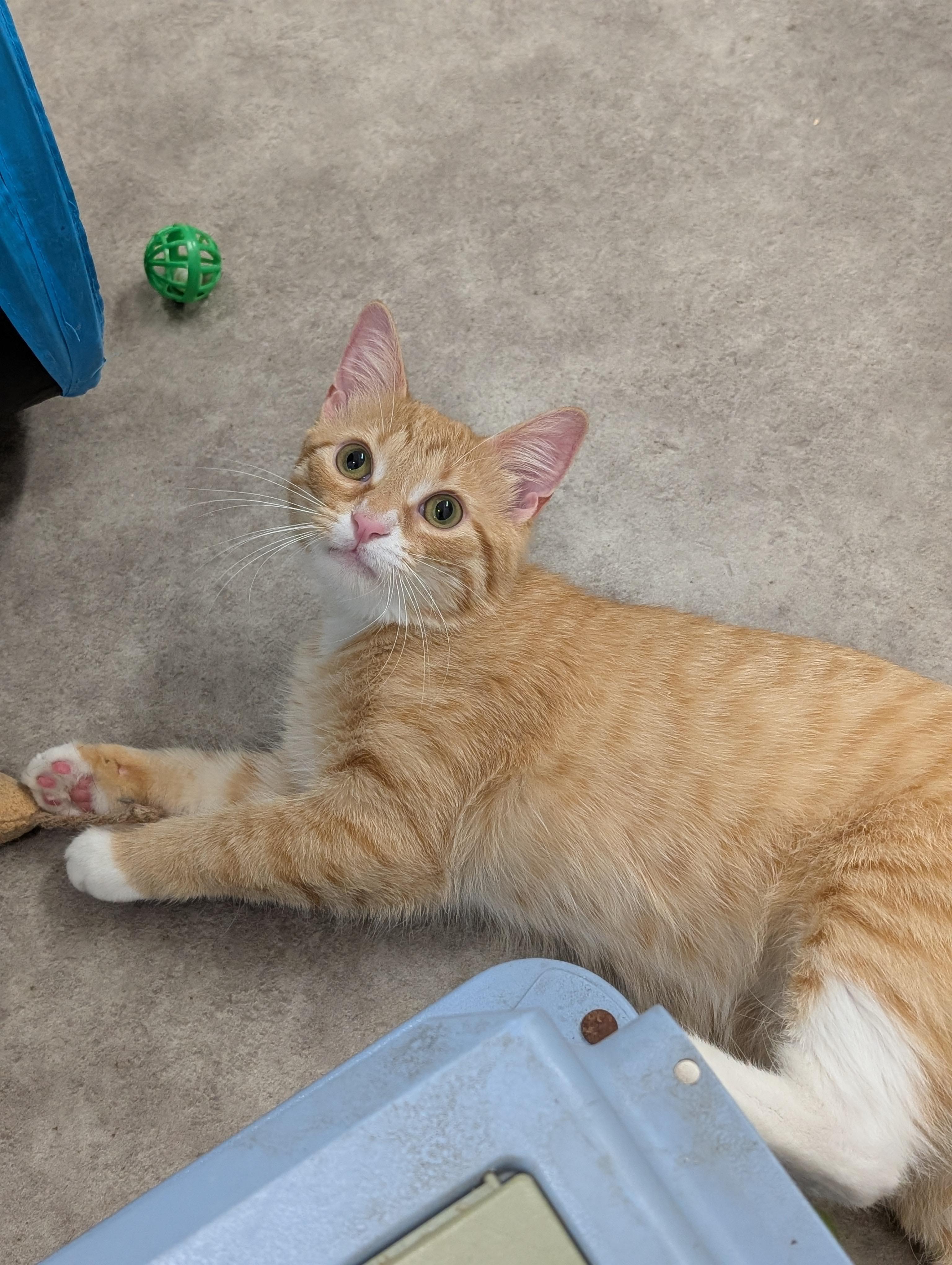 Enlarge Firefly, an adoptable Domestic Short Hair in Tilton, IL image 4/6