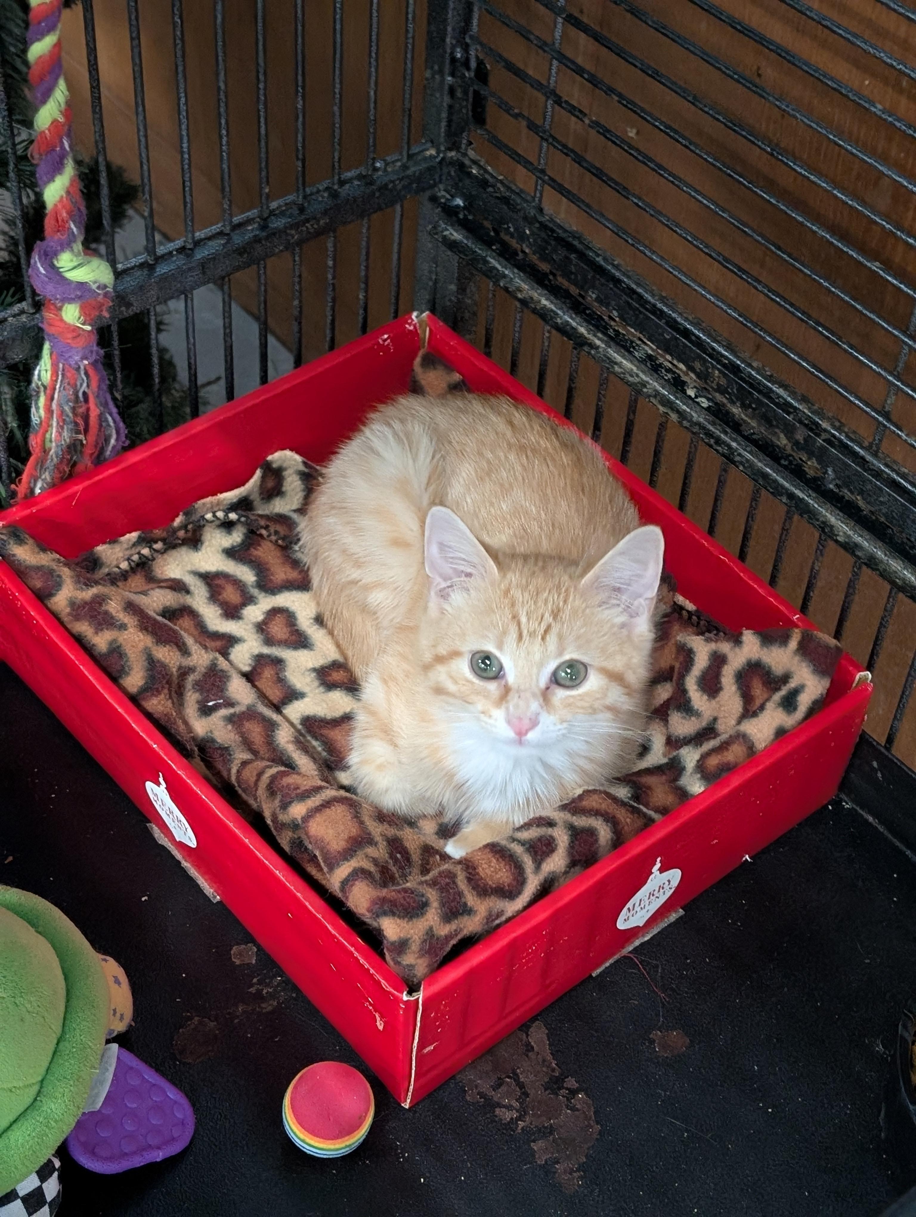 Enlarge Firefly, an adoptable Domestic Short Hair in Tilton, IL image 6/6
