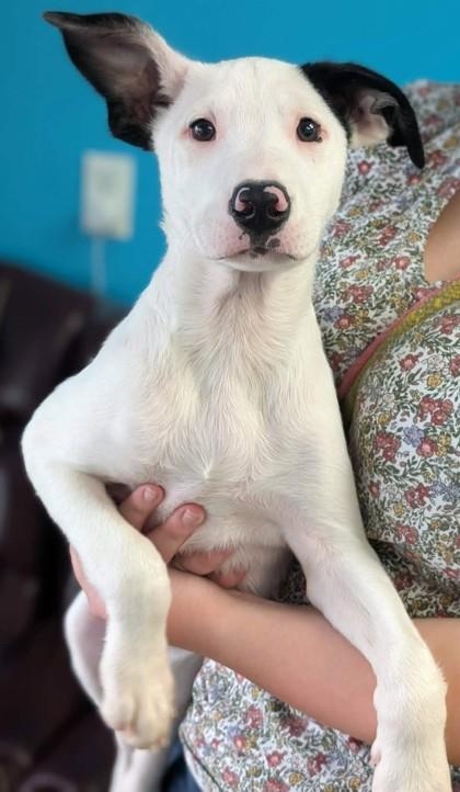 Mouch, Adoptable, Puppy Male Border Collie & Mixed Breed.