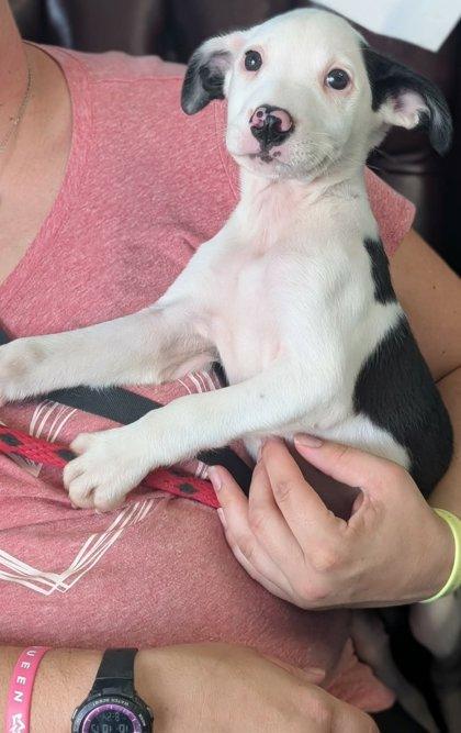 Enlarge Mouch, a Adoptable mixed breed in La Harpe, KS image 2/3