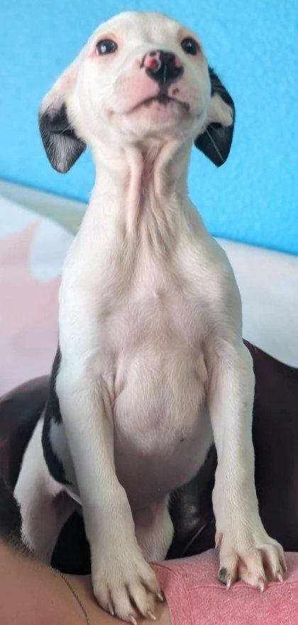 Enlarge Mouch, a Adoptable mixed breed in La Harpe, KS image 3/3