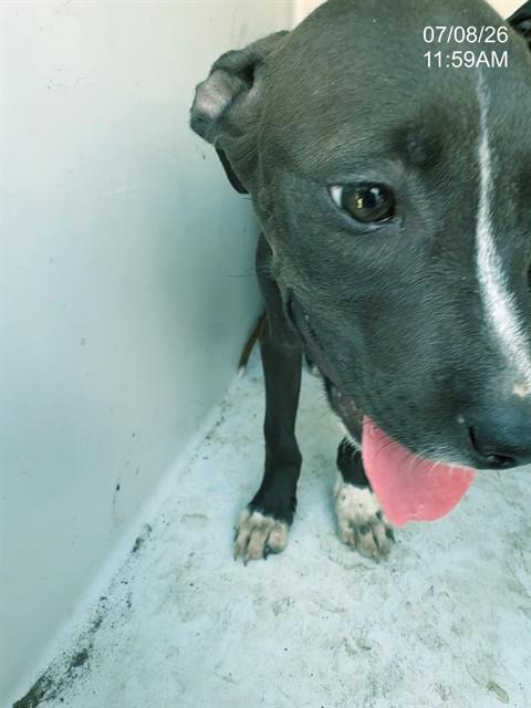 HEATH, Adoptable, Puppy Male Pit Bull Terrier & Mixed Breed.