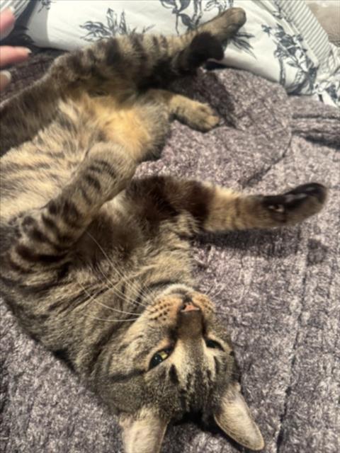 Enlarge DARLA, a Adoptable Domestic Short Hair in Houston, TX image 1/1