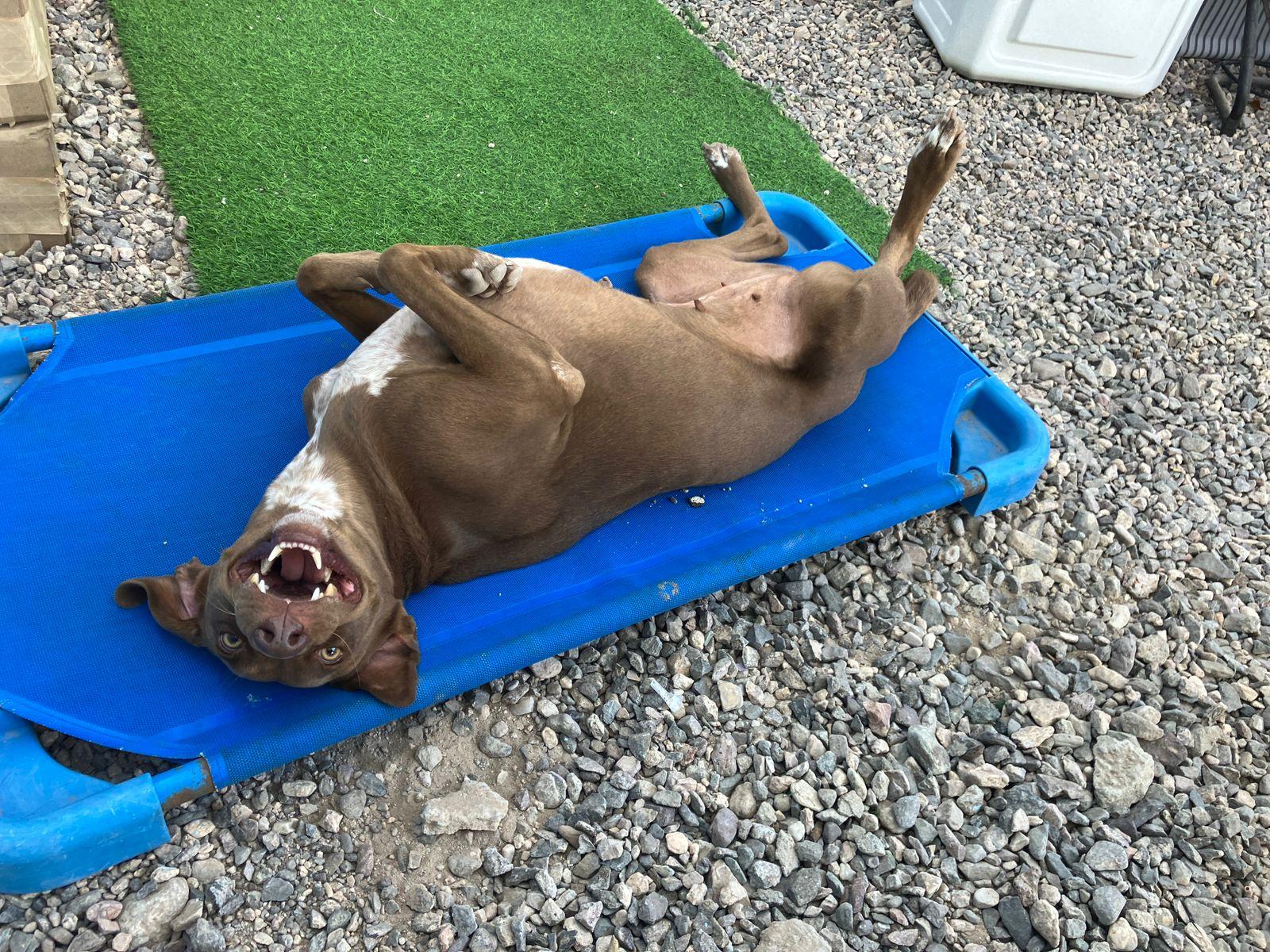 Ana, a Adoptable Mixed Breed in Puerto Peñasco, SON image 4/4
