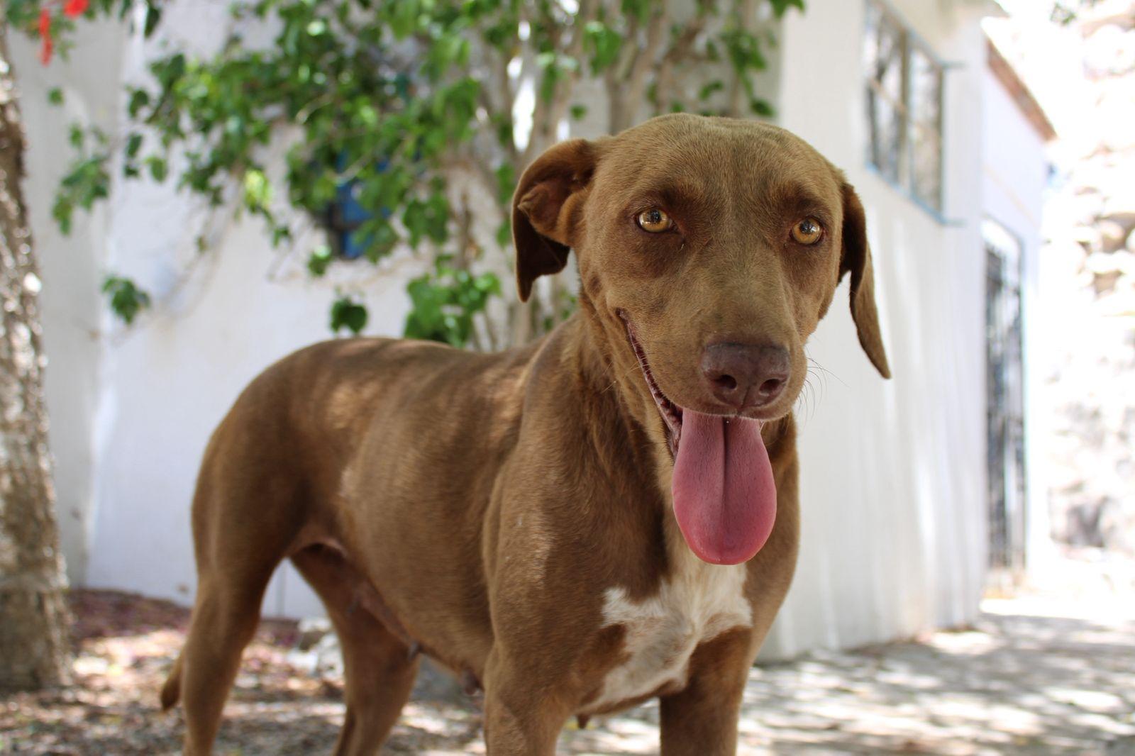 Ana, Adoptable, Adult Female Mixed Breed.