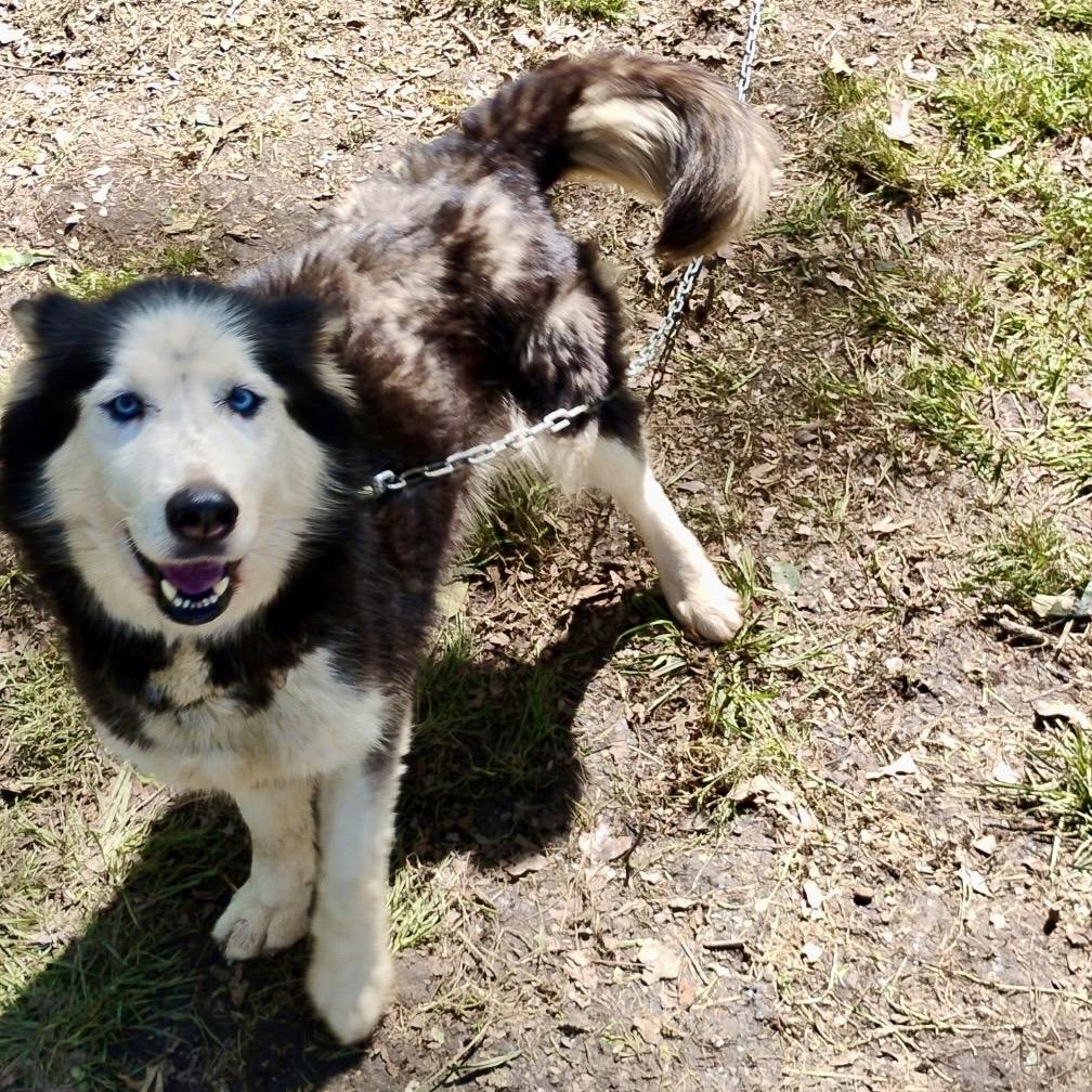 Siberian Huskies for Adoption in Keithville, Louisiana | Petfinder