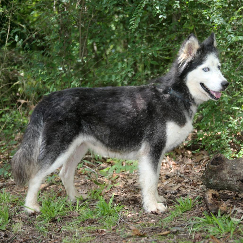 Enlarge Skylar, a Adoptable Siberian Husky in Natchitoches, LA image 2/5