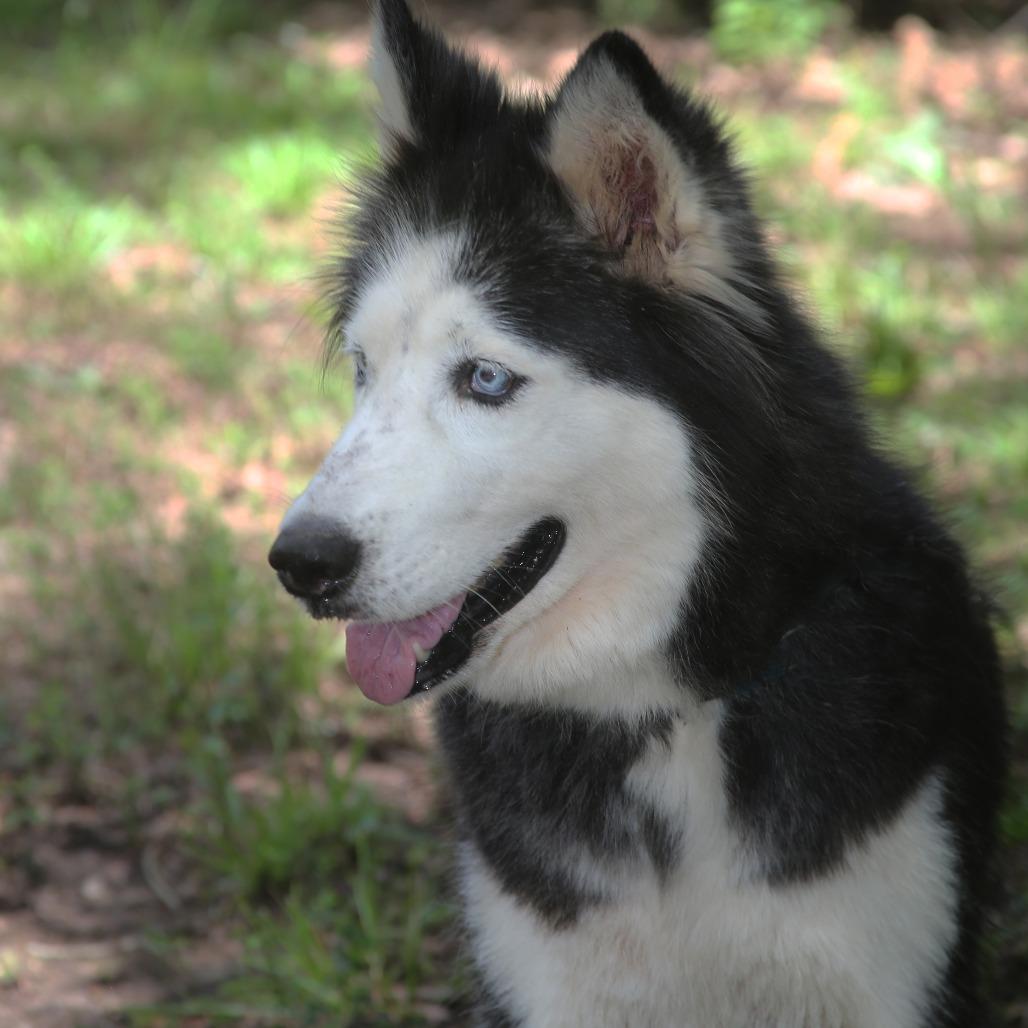 Enlarge Skylar, a Adoptable Siberian Husky in Natchitoches, LA image 3/5