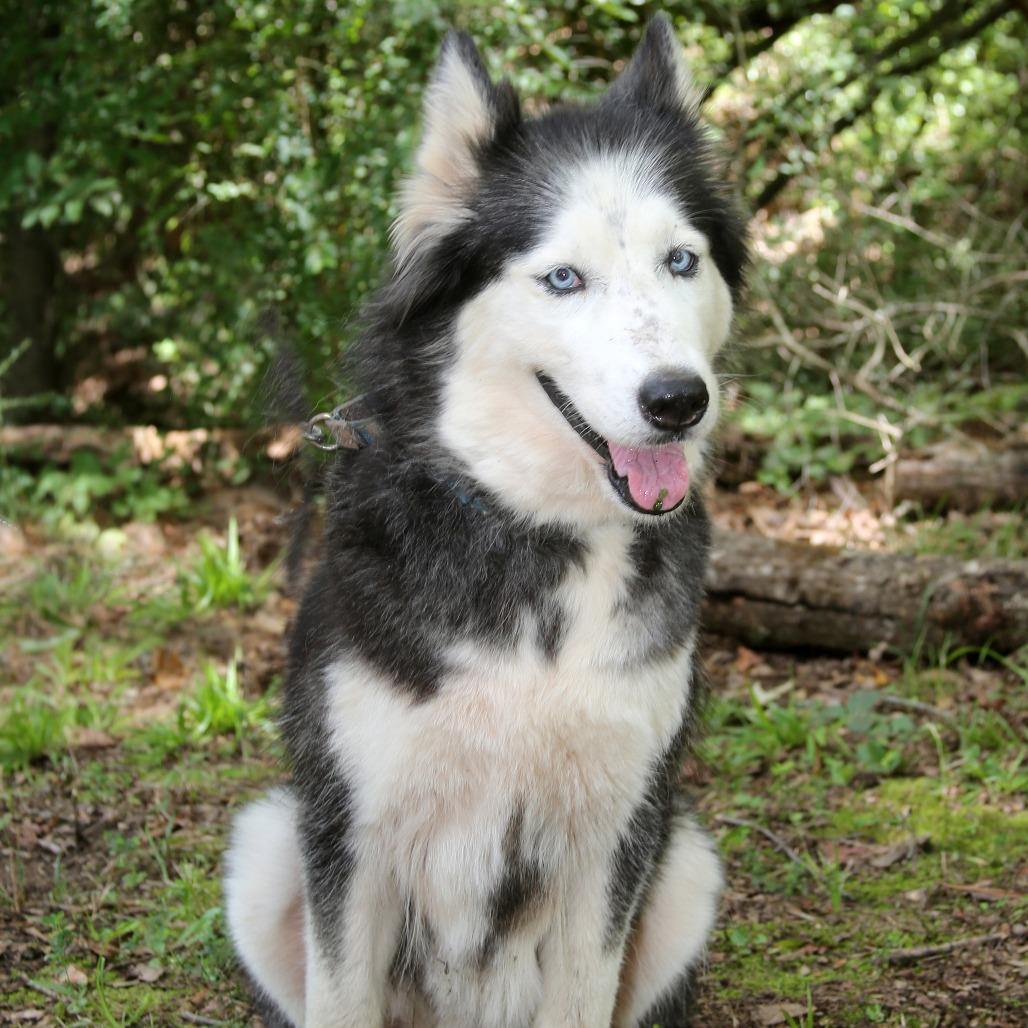 Enlarge Skylar, a Adoptable Siberian Husky in Natchitoches, LA image 4/5