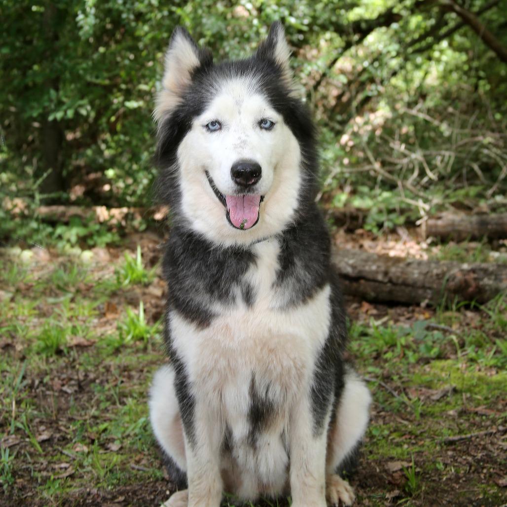 Enlarge Skylar, a Adoptable Siberian Husky in Natchitoches, LA image 5/5