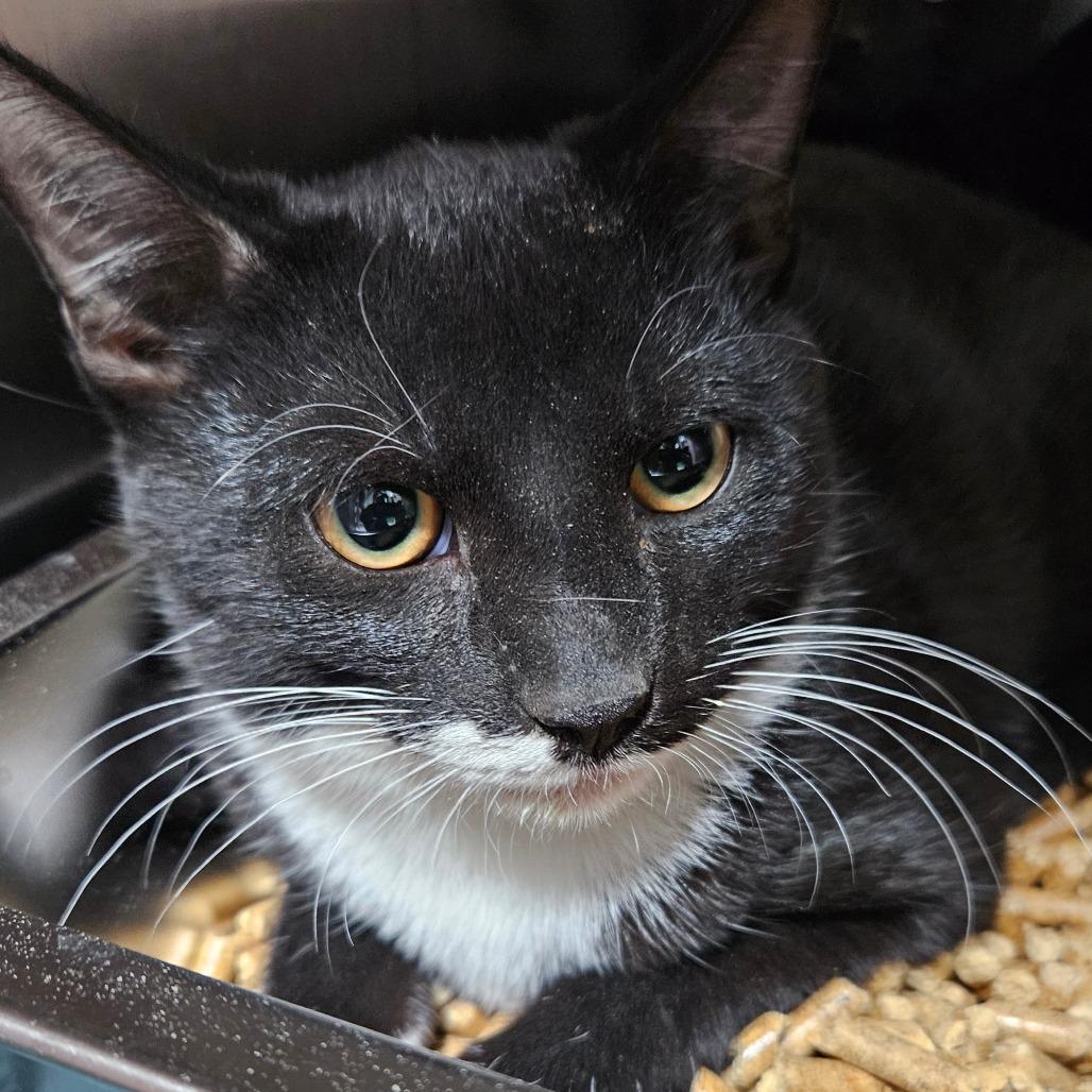 Dash, Adoptable, Kitten Male Domestic Short Hair.