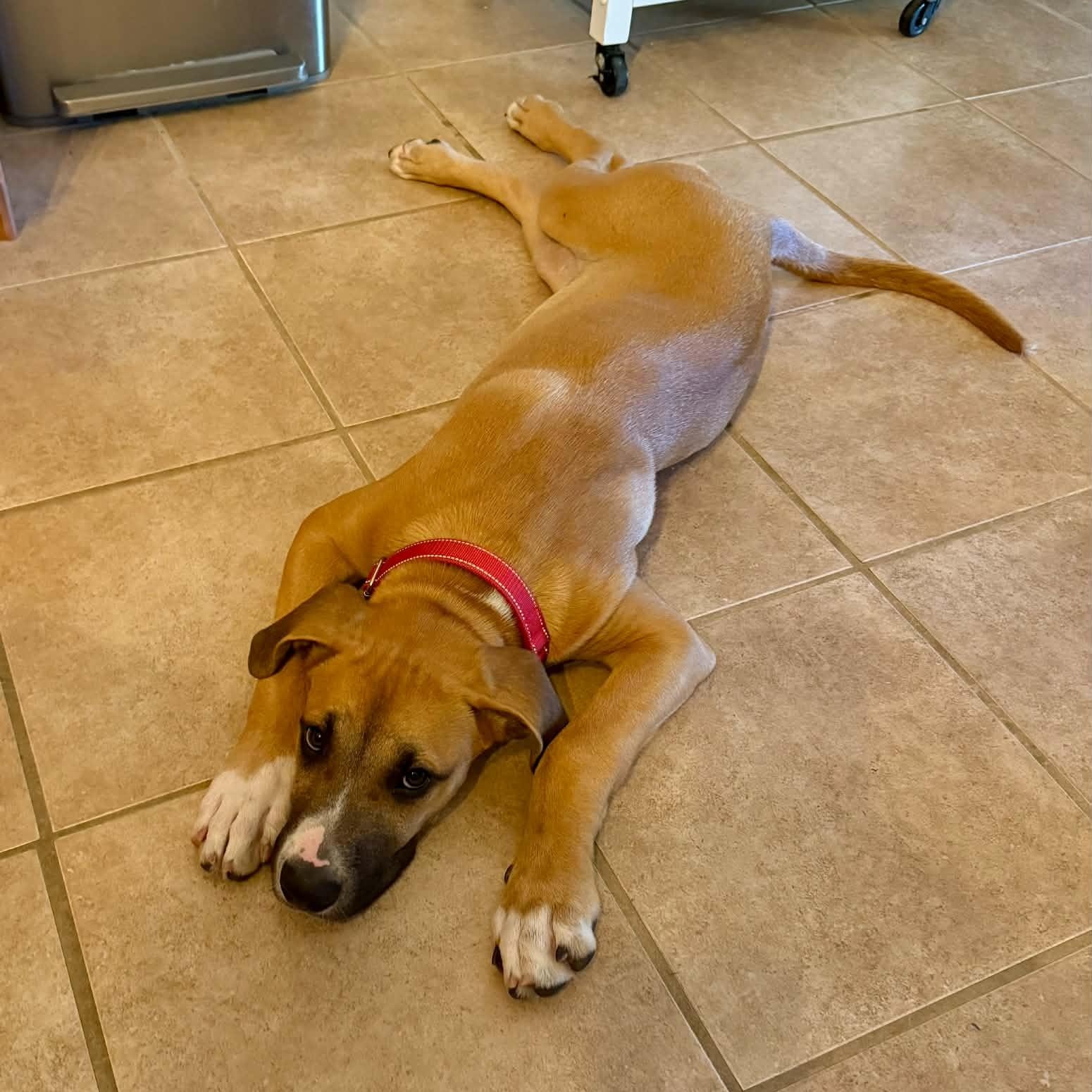 Syd, a ADOPTABLE mixed breed in Palm Bay, FL image 6/6