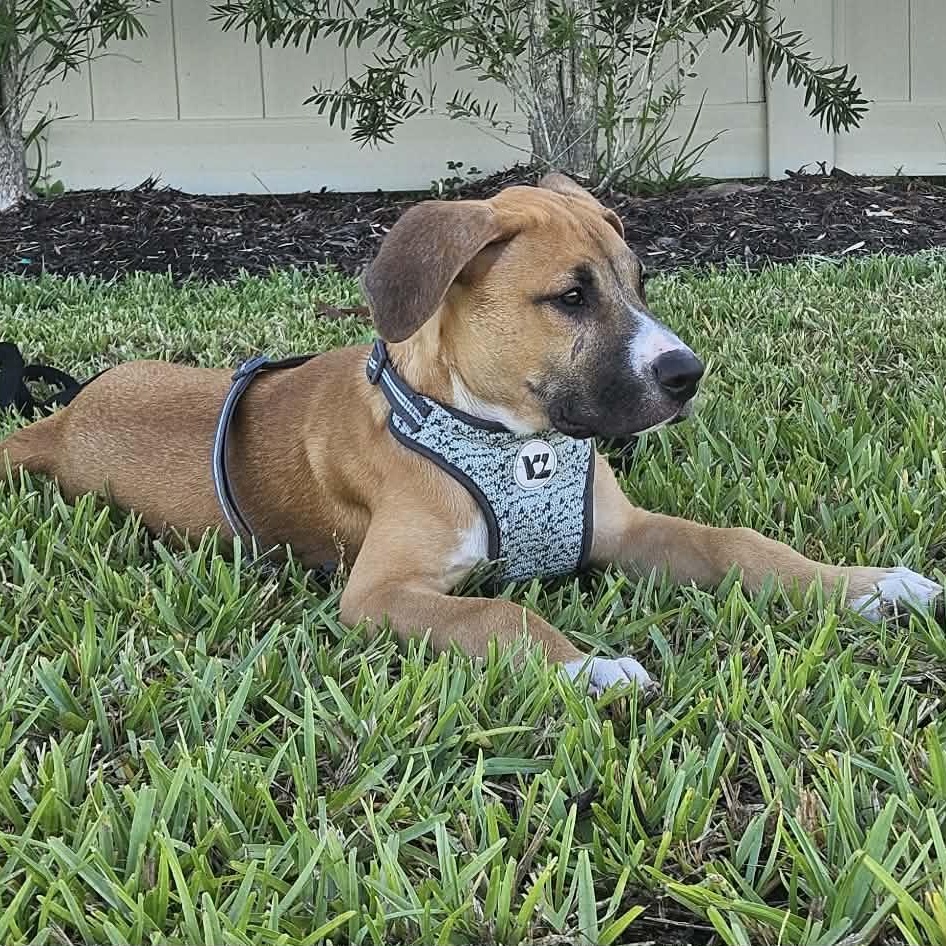 Syd, a ADOPTABLE mixed breed in Palm Bay, FL image 4/6