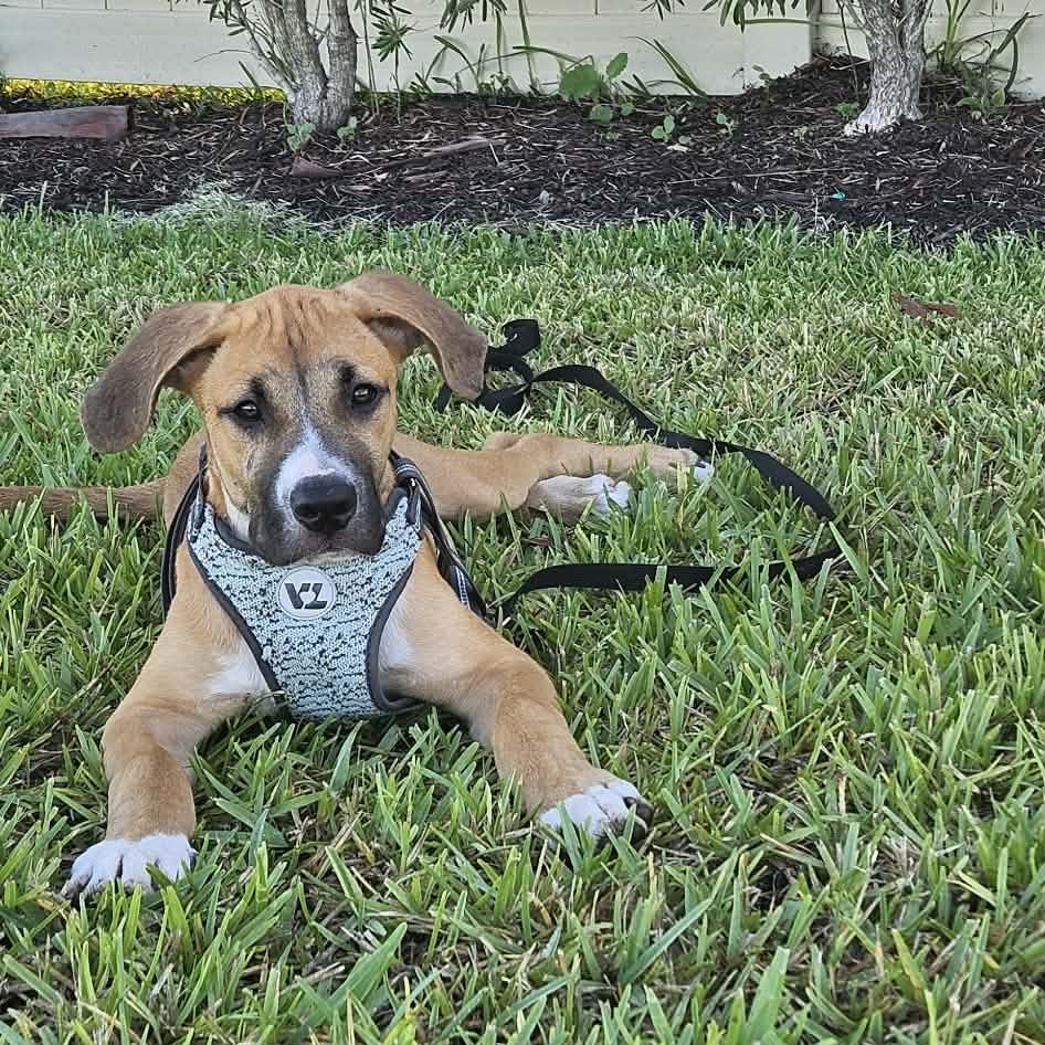 Syd, a ADOPTABLE mixed breed in Palm Bay, FL image 2/6