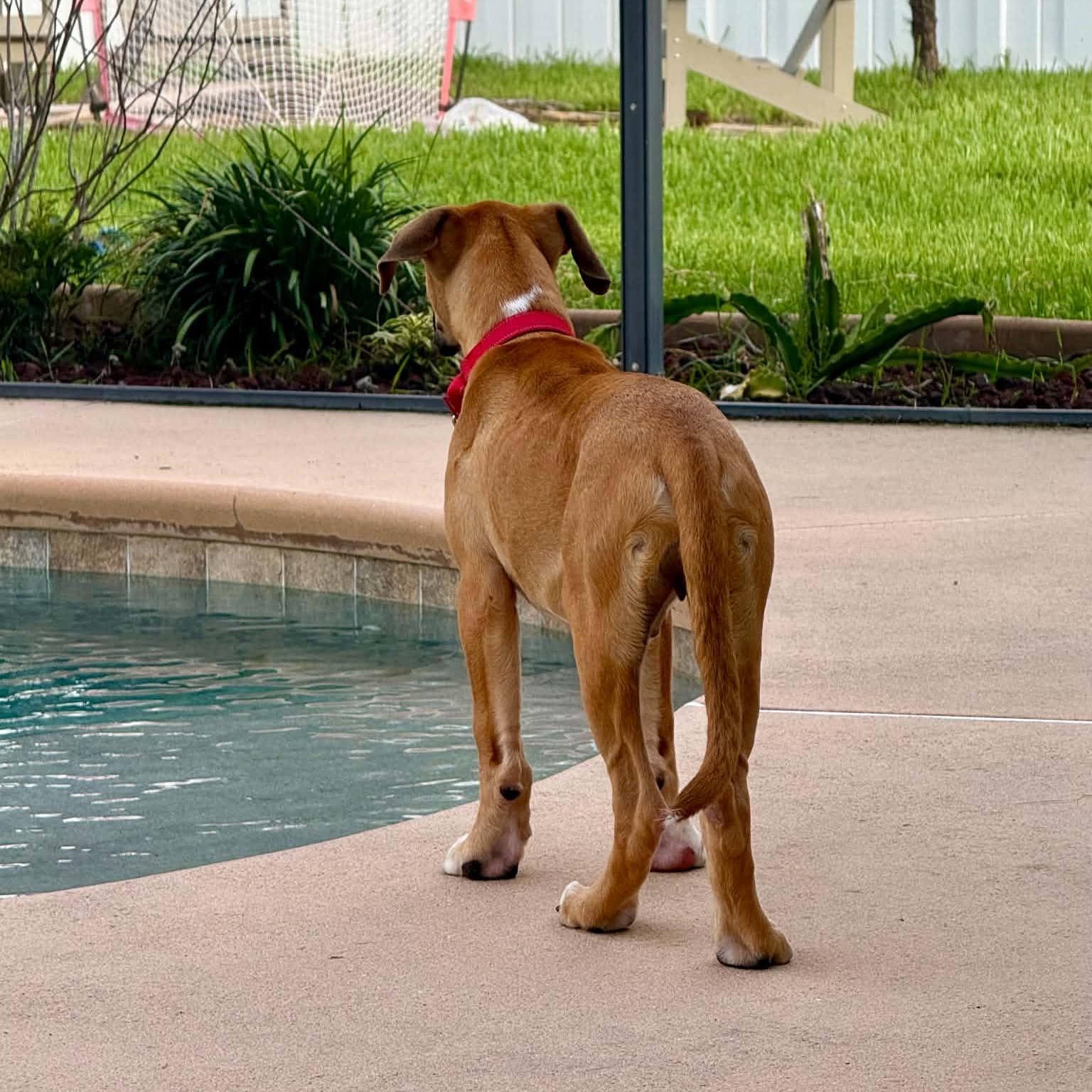 Syd, a ADOPTABLE mixed breed in Palm Bay, FL image 3/6