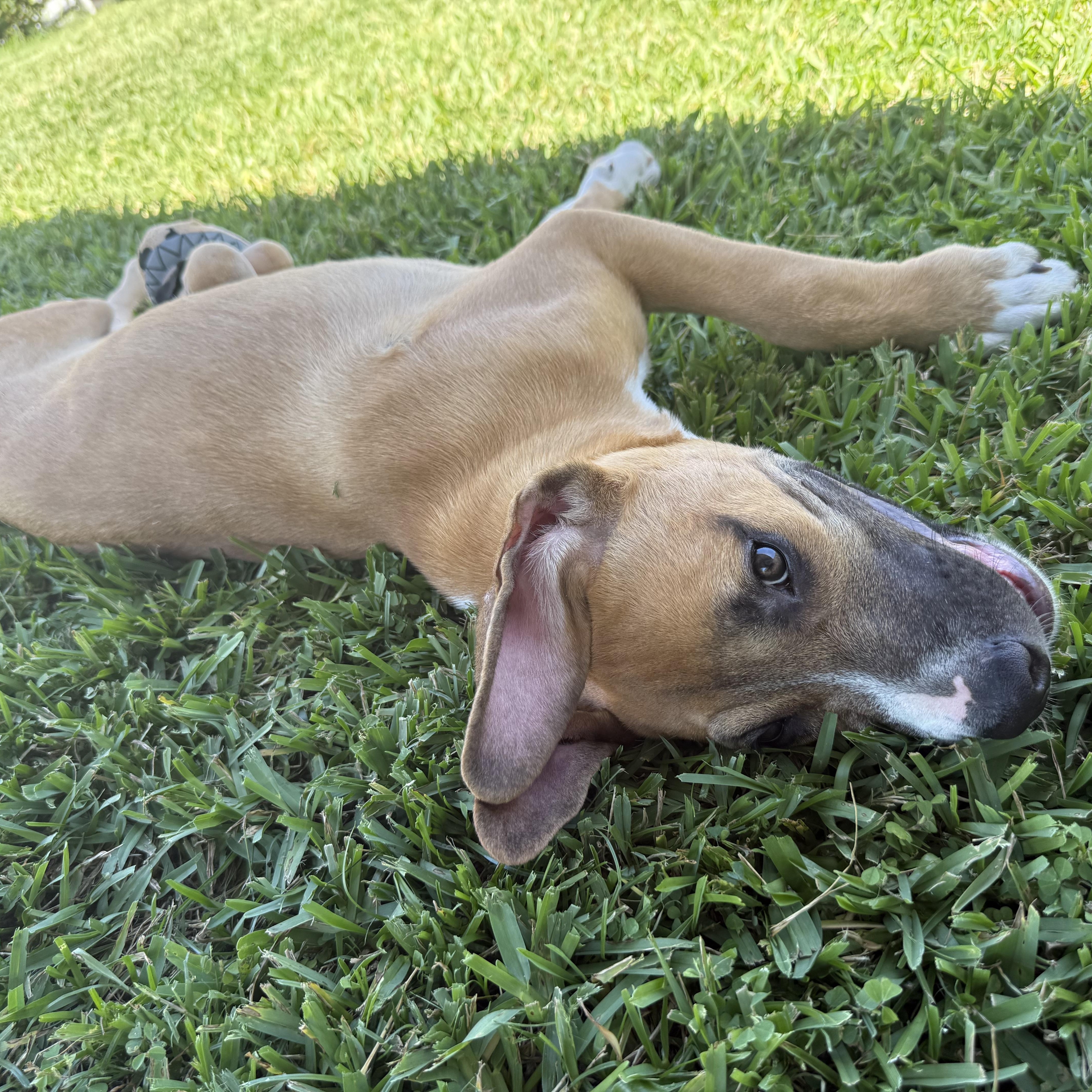 Syd, a ADOPTABLE mixed breed in Palm Bay, FL image 5/6