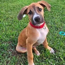 Syd, ADOPTABLE, Puppy Male Black Mouth Cur.