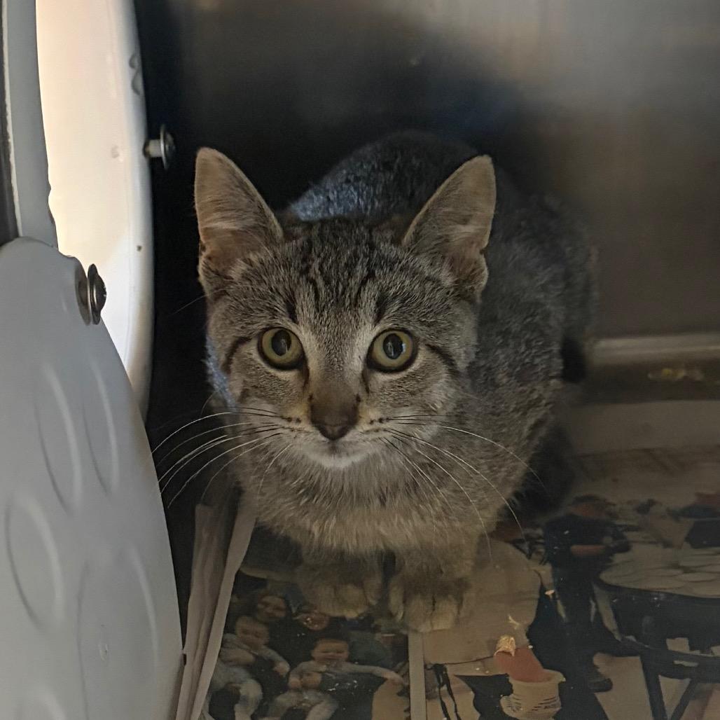 Crusty, Adoptable, Kitten Male Domestic Short Hair.