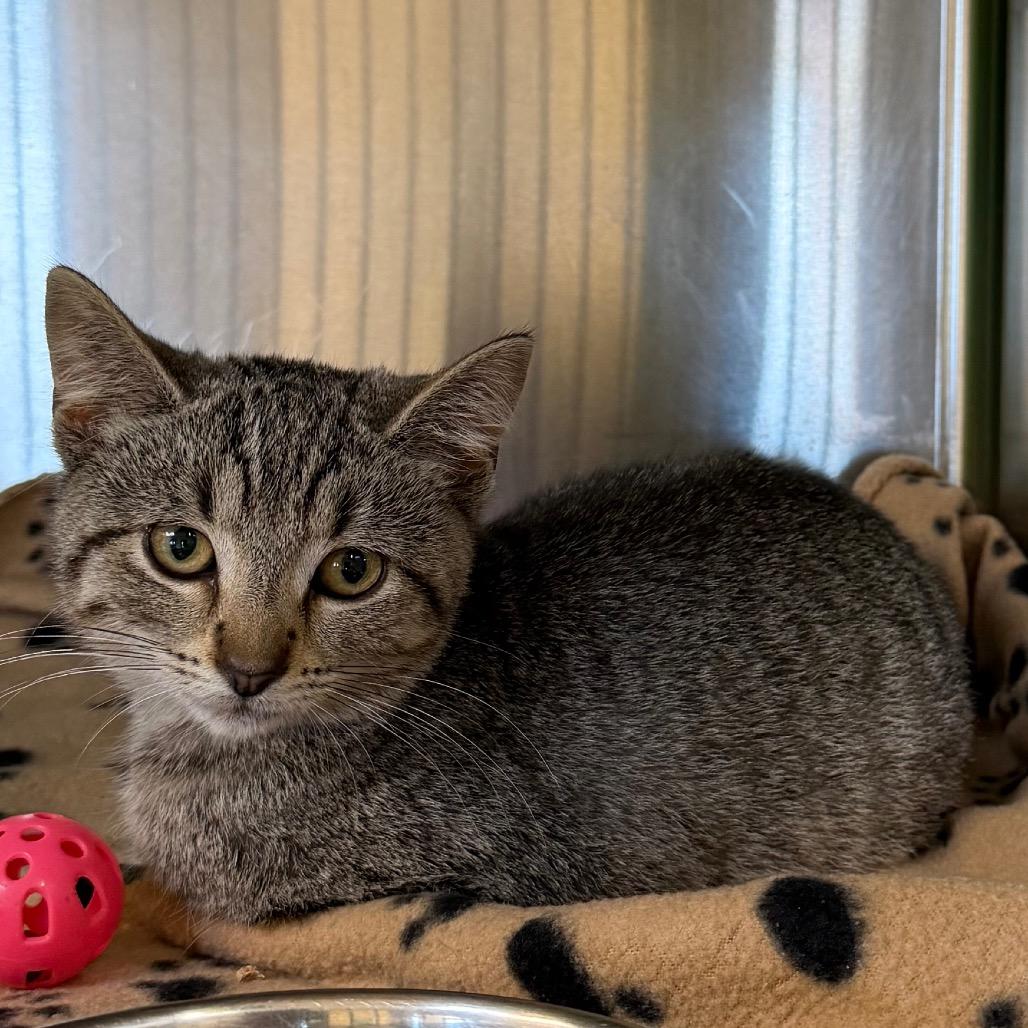 Crusty, a Adoptable Domestic Short Hair in Waukesha, WI image 2/2