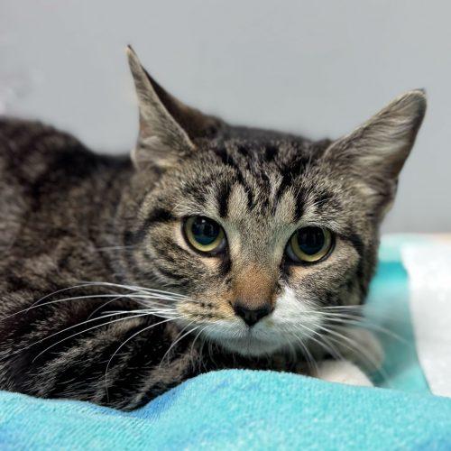 Imani C, Adoptable, Young Female Domestic Short Hair.