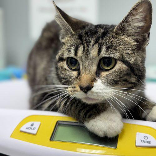 Enlarge Imani C, a Adoptable Domestic Short Hair in Toms River, NJ image 2/5