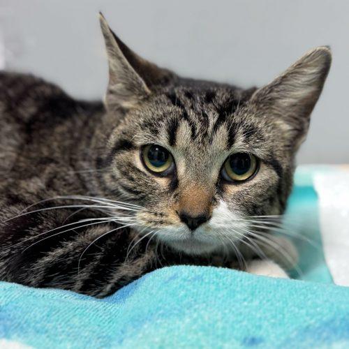 Enlarge Imani C, a Adoptable Domestic Short Hair in Toms River, NJ image 3/5