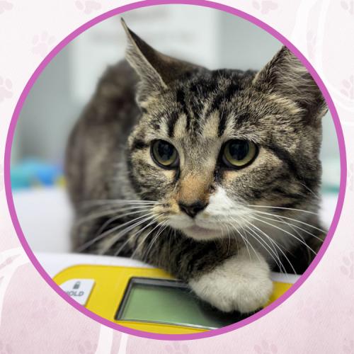 Enlarge Imani C, a Adoptable Domestic Short Hair in Toms River, NJ image 4/5