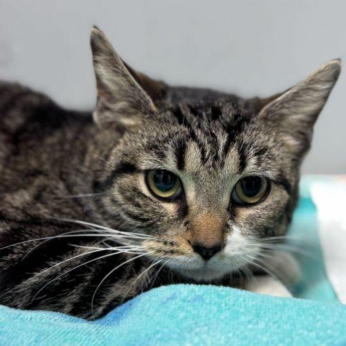 Enlarge Imani C, a Adoptable Domestic Short Hair in Toms River, NJ image 5/5