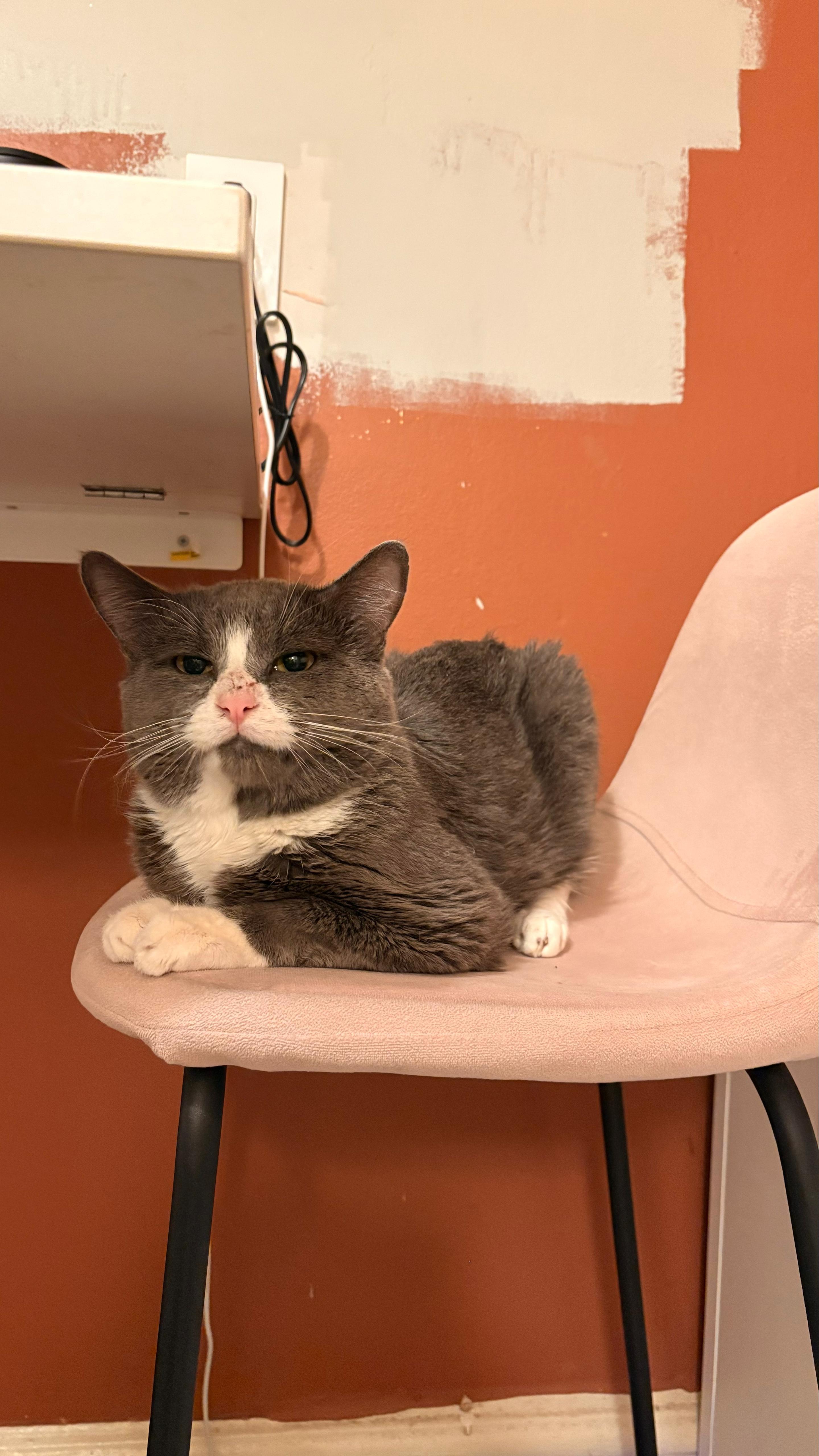 Enlarge Pork Chop, a ADOPTABLE Domestic Short Hair in New York, NY image 4/5