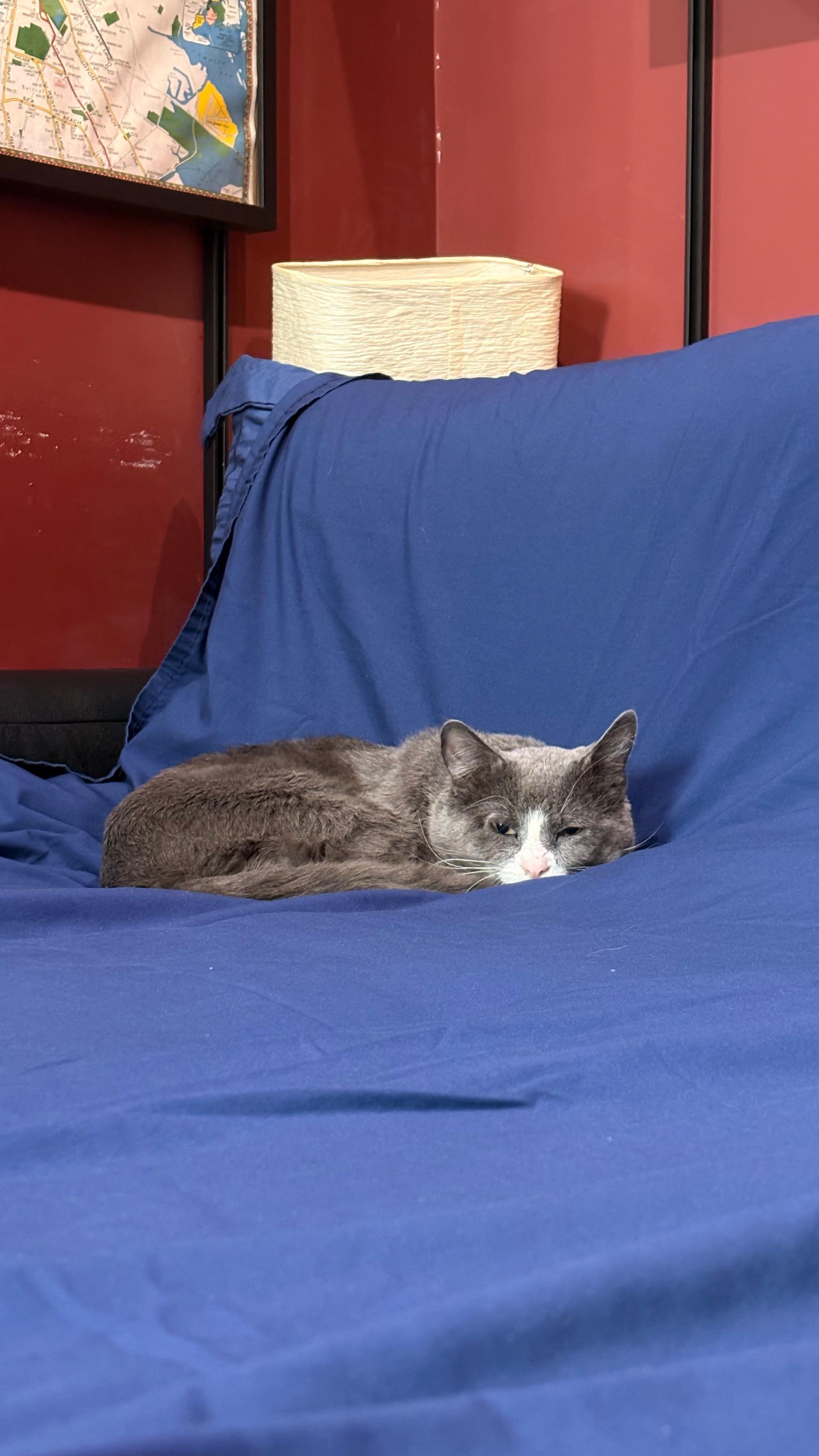 Enlarge Pork Chop, a ADOPTABLE Domestic Short Hair in New York, NY image 5/5